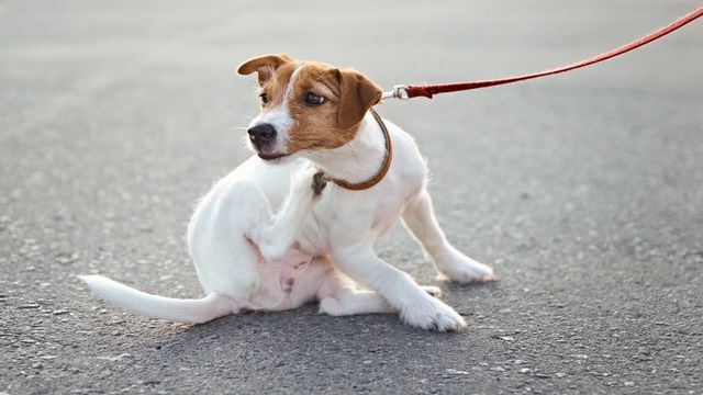 Jack Russell itching in street