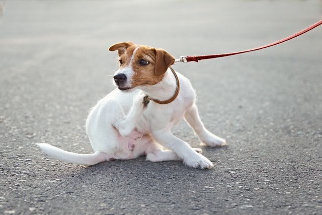 Jack Russell itching in street