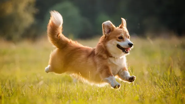 Corgi running in outdoor field