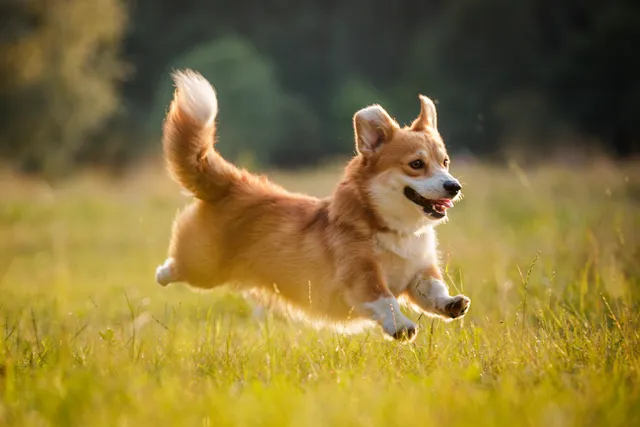 Corgi running in outdoor field