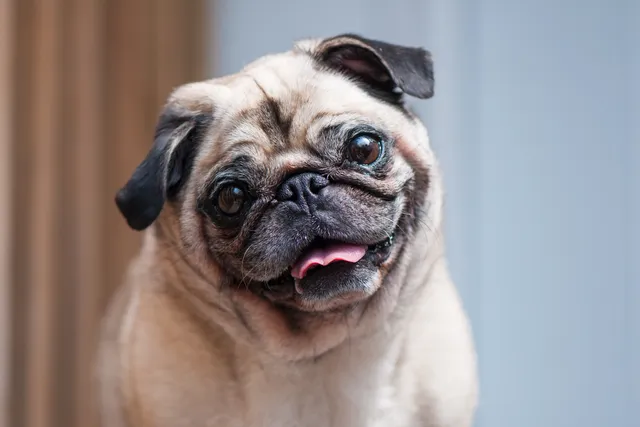Pug looking at camera with a tilted face