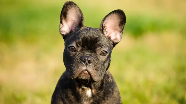 French Bulldog puppy staring at the camera