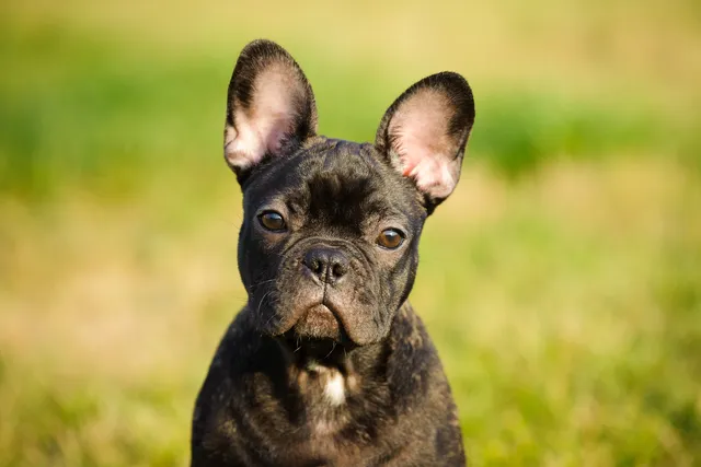 French Bulldog puppy staring at the camera