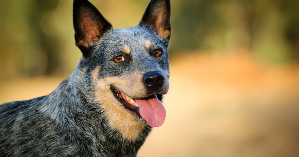 How to train a Blue Heeler: temperament, training tips, and expert ...