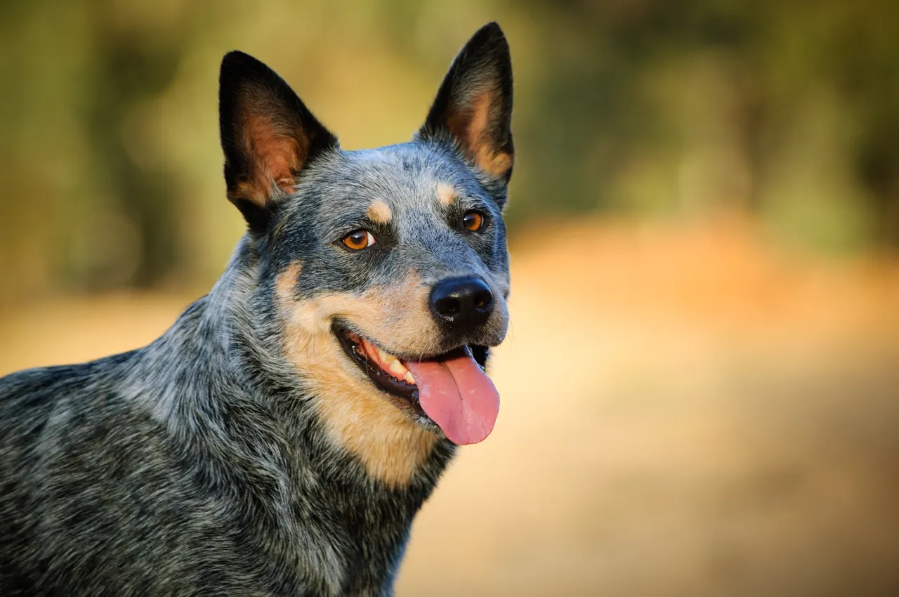 Blue Heeler looking at the camera