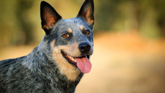 Blue Heeler dog looking at the camera