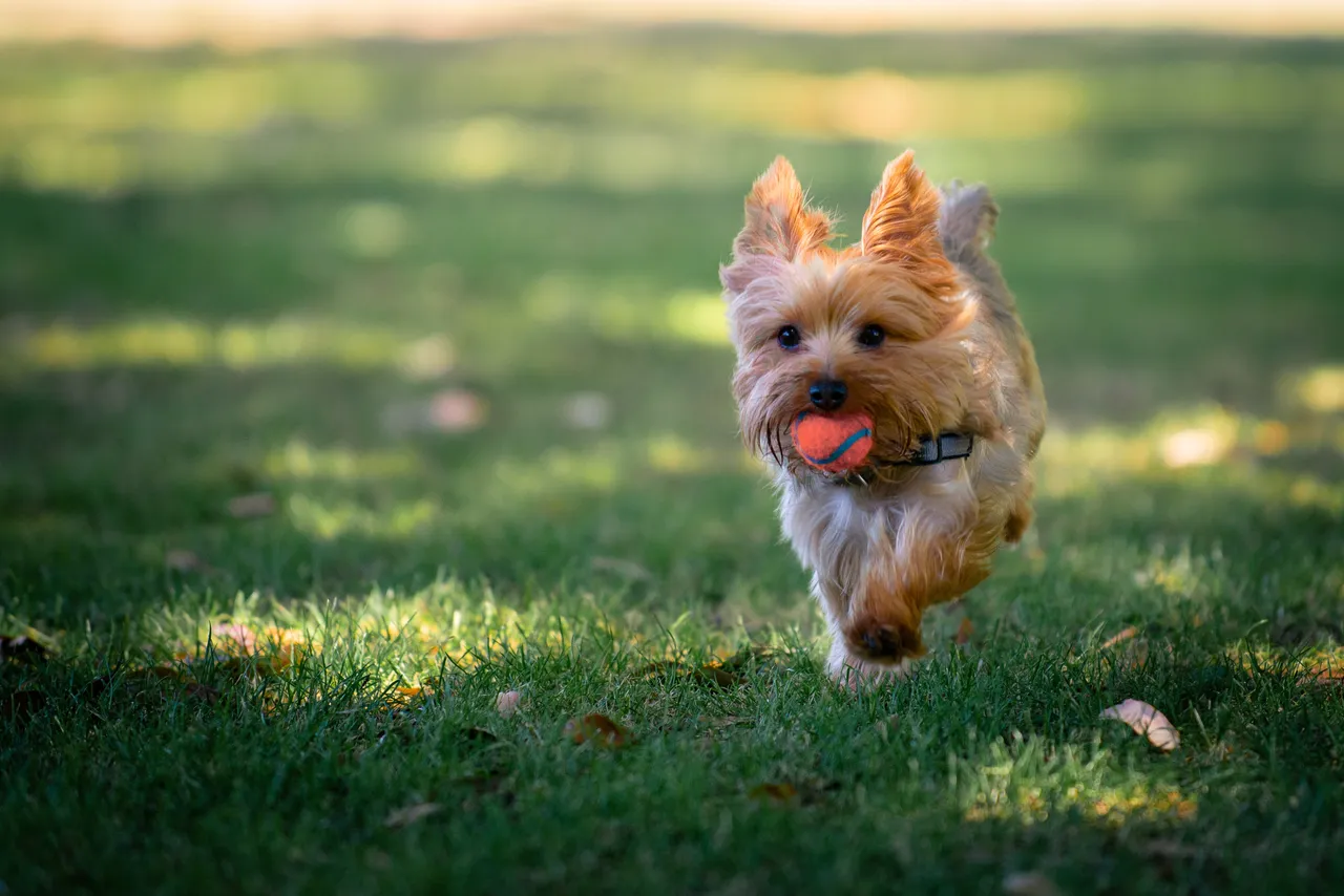 Yorkshire Terrier running with a ball