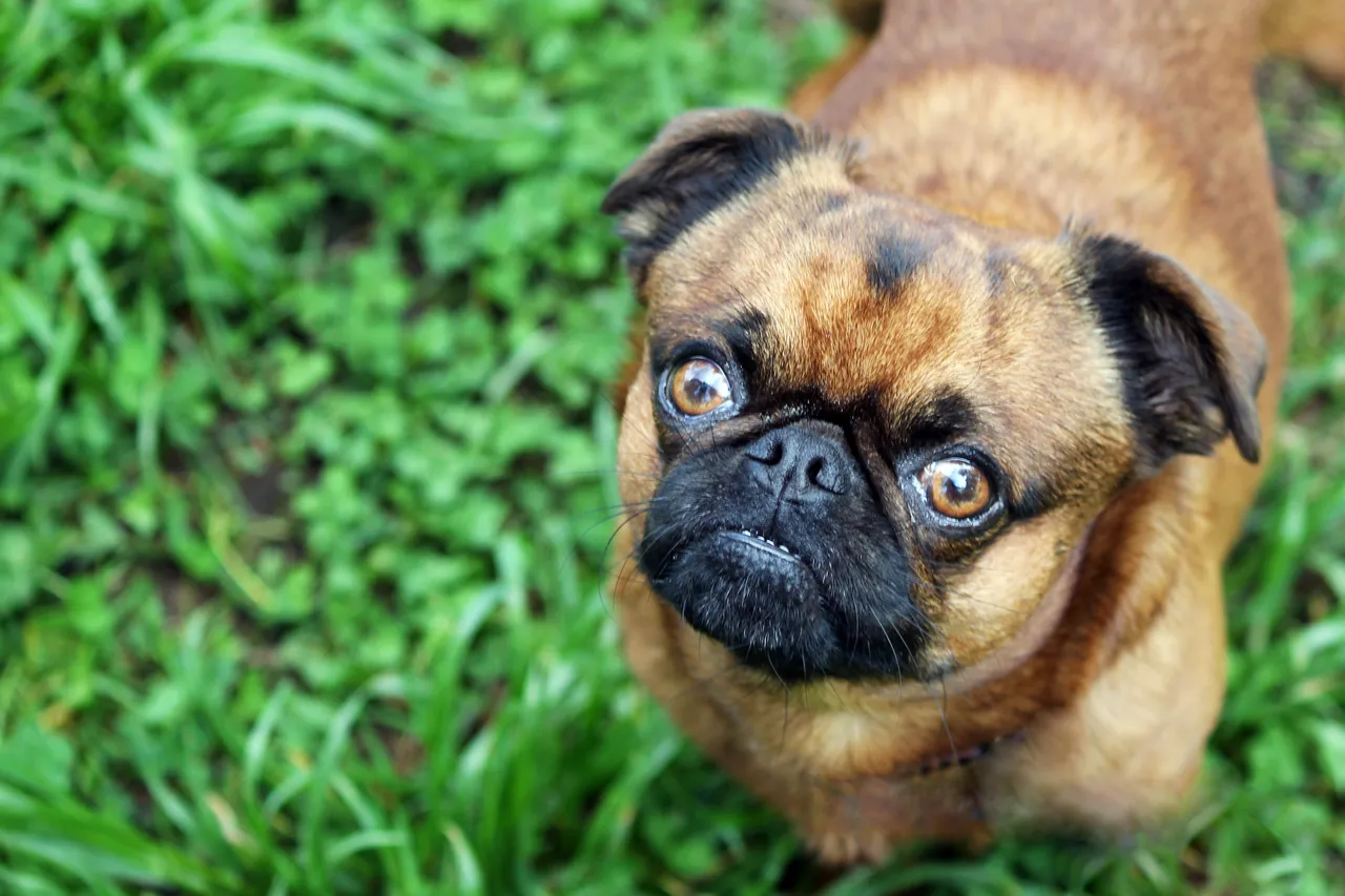 Brussels Griffon dog looking up