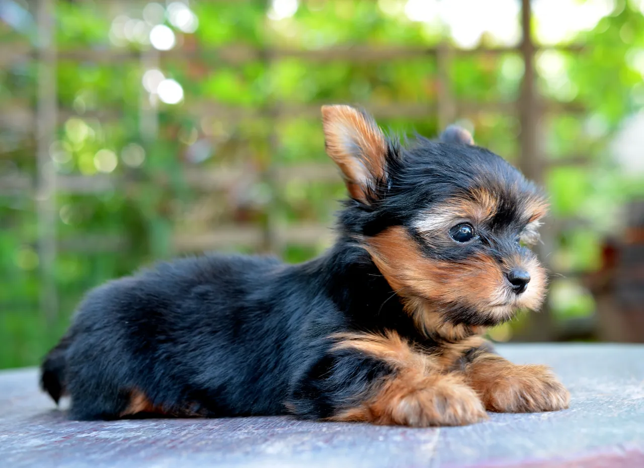 Yorkshire Terrier puppy lying on the ground