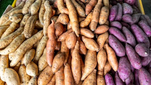 Sweet potato varieties