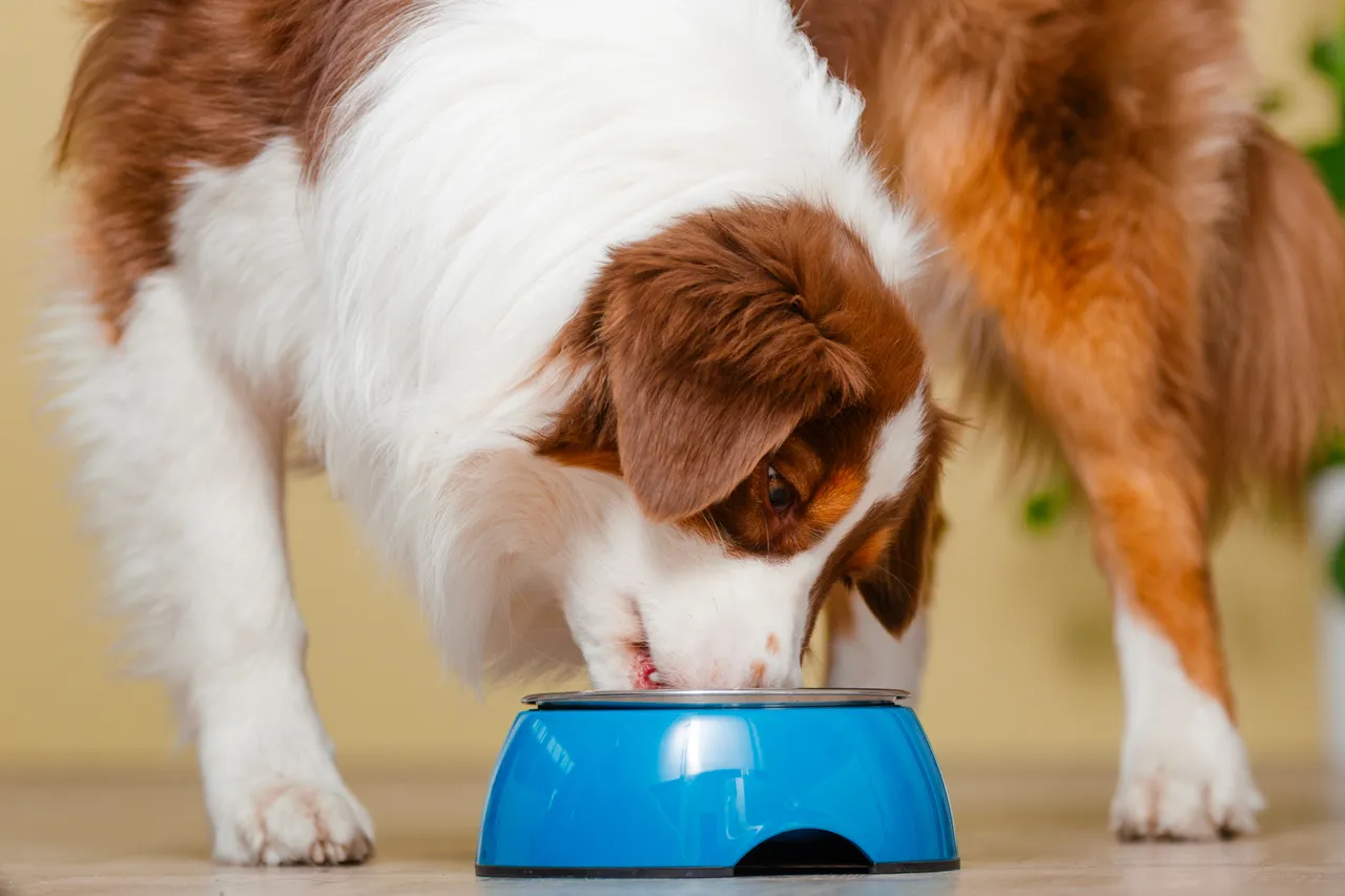 Australian Shepherd eating from a blue bowl