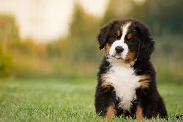 Bernese Mountain dog puppy sitting on grass