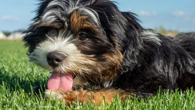 Maltese Shih Tzu lying in grass