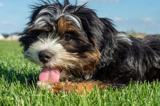 Maltese Shih Tzu lying in grass