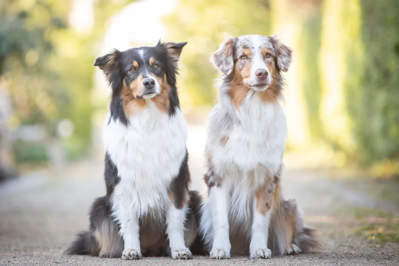 Two Australian Shepherds sitting obediently