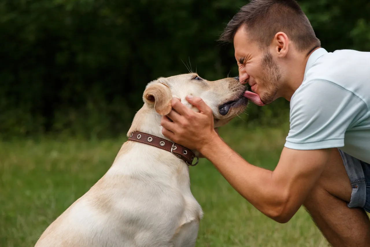 Labrador licking their owner