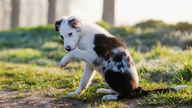 Dog licking paws outdoors