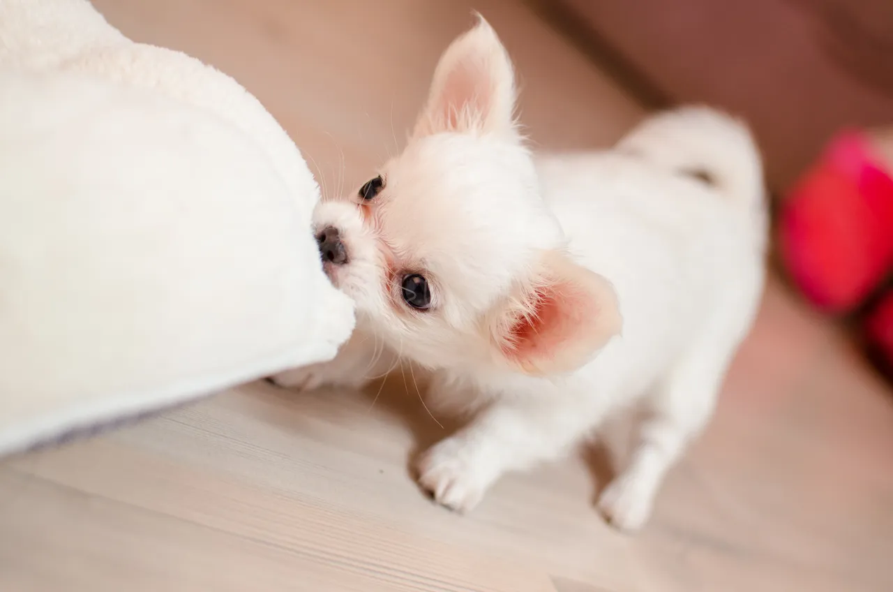 Chihuahua puppy