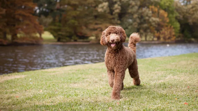 Labradoodle in park