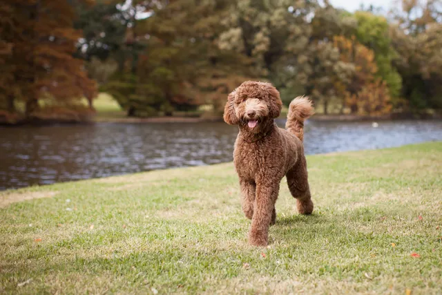 Labradoodle in park