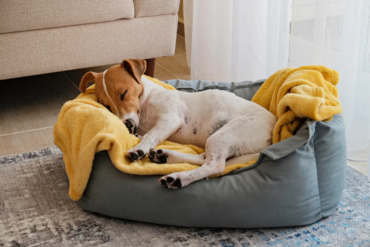 Jack Russell asleep on a dog bed