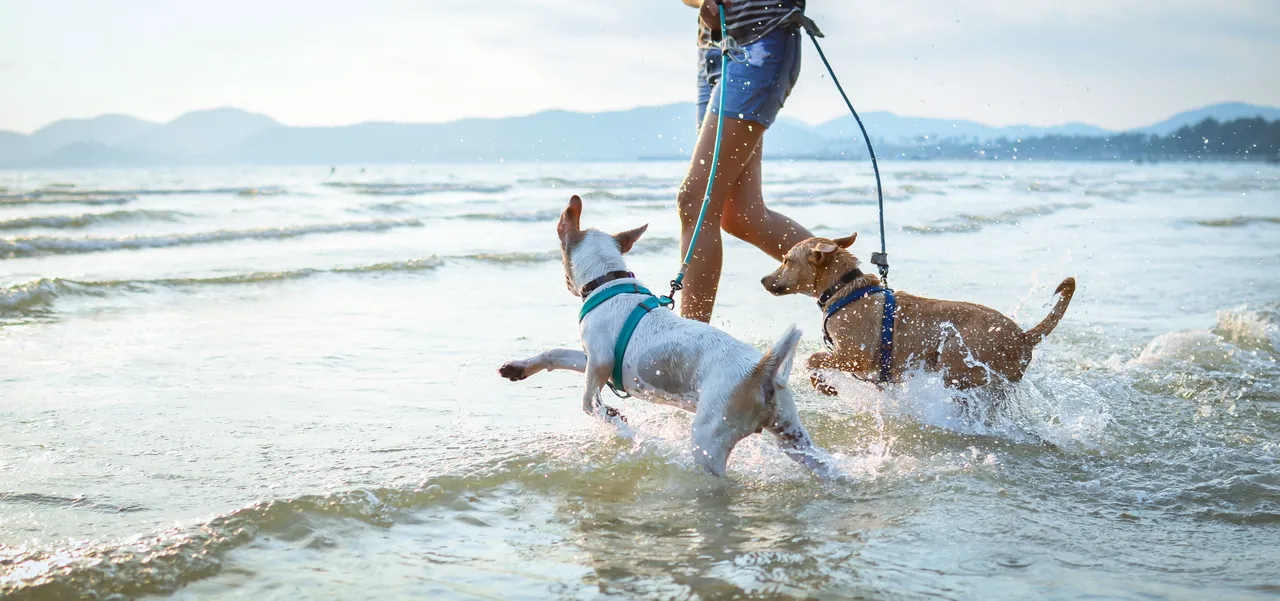 Two dogs and their parent running in shallow water