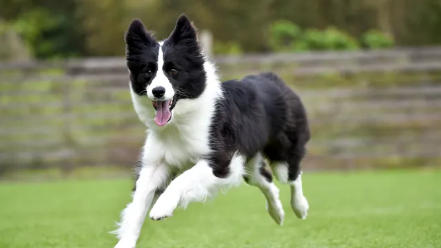 Black and white Border Collie dog running on grass