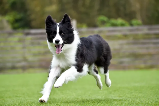 Black and white Border Collie dog running on grass