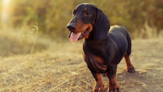 Black and brown Dachshund