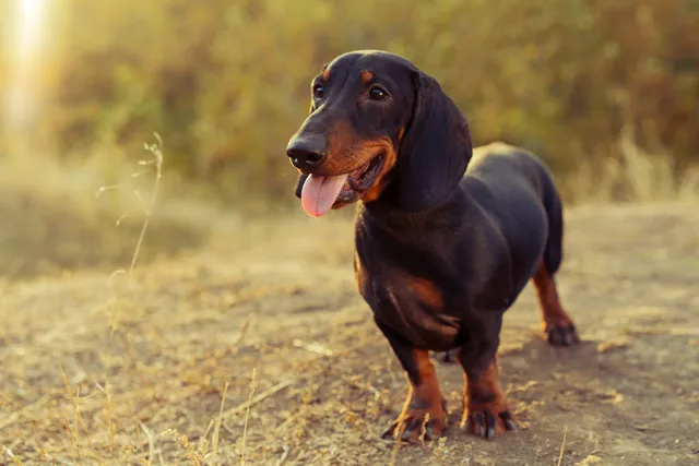 Black and brown Dachshund