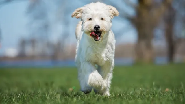 White Labradoodle dog running