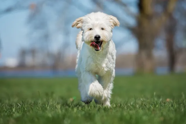 White Labradoodle dog running