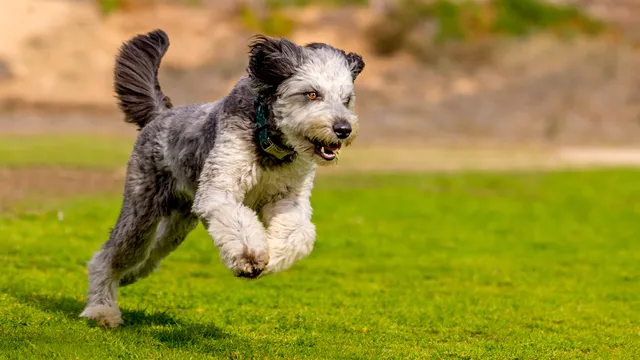 Aussiedoodle puppy running on grass