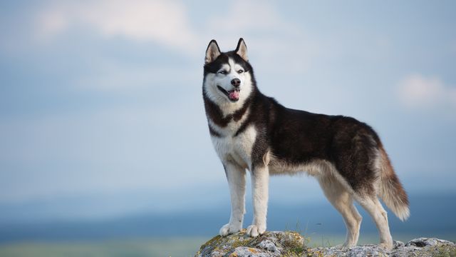 Siberian Husky standing on a hill