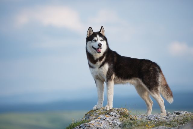 Siberian Husky standing on a hill