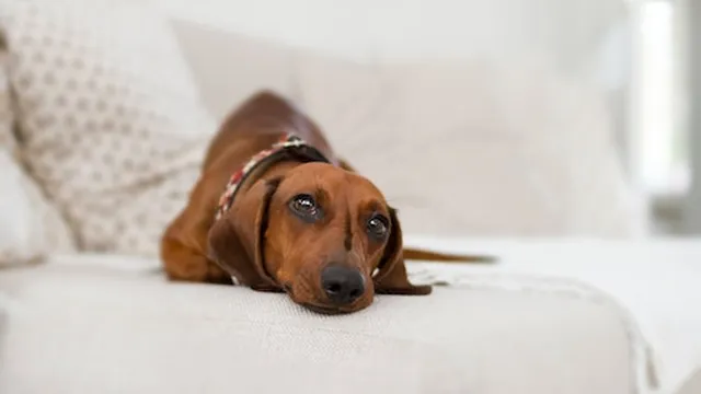 How To Groom Your Dog At Home | Lyka Pet Food Journal