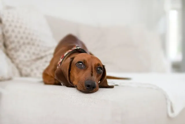 How To Groom Your Dog At Home | Lyka Pet Food Journal