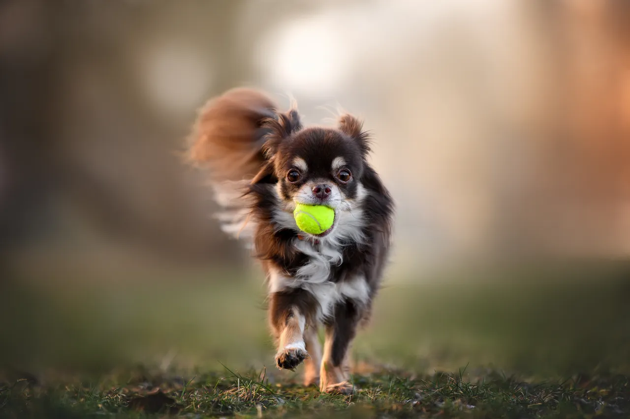 Chihuahua running with a tennis ball
