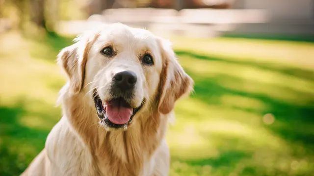 Golden Retriever dog