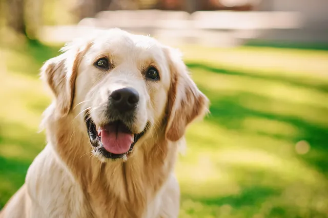 Golden Retriever dog