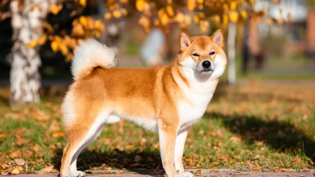 Shiba Inu standing on a path
