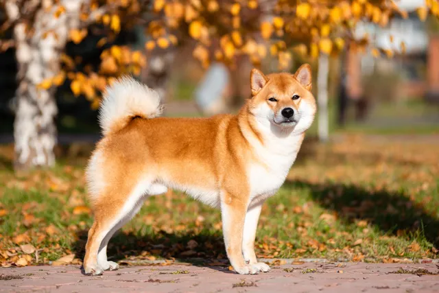 Shiba Inu standing on a path
