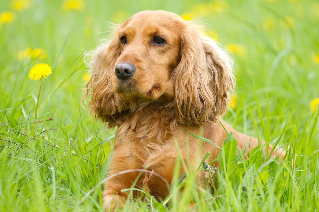 Cocker Spaniel sitting in long grass