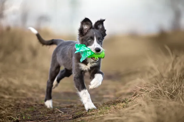 Puppy carrying green dog poo bags