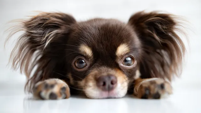 Cute Chihuahua lying down
