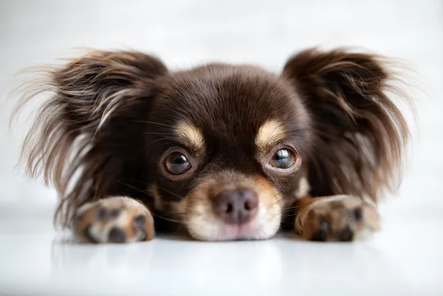 Cute Chihuahua lying down