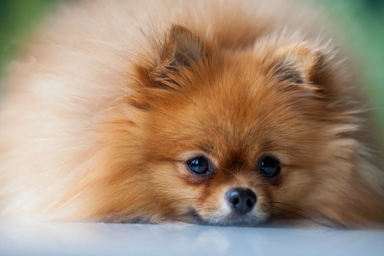 Pomeranian close up