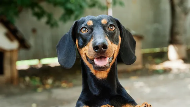 Happy Dachshund