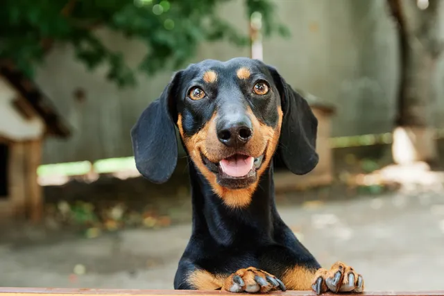 Happy Dachshund