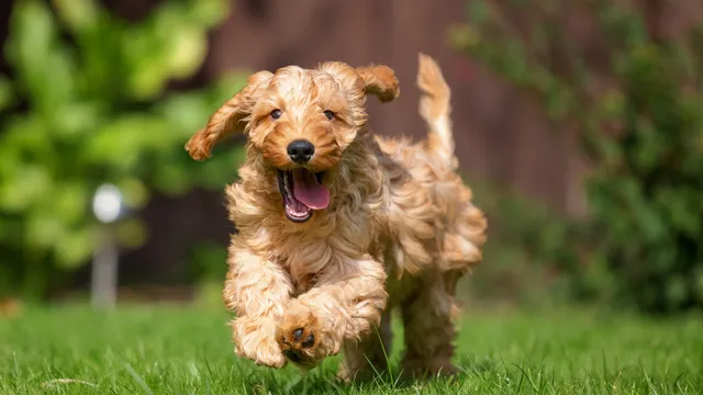 Spoodle running happily